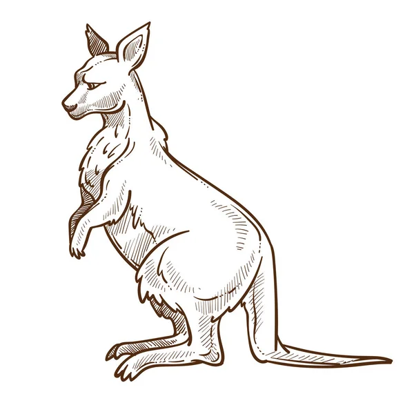 Kangur lub ściana odizolowany szkic, australijskie zwierzę z sakiewką — Wektor stockowy