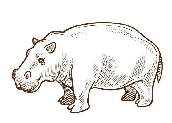 Croquis isolé d'hippopotame africain ou d'hippopotame, espèces sauvages — Image vectorielle