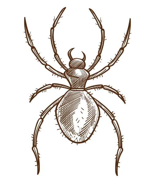Arachnid lub pająk odizolowany szkic, tarantula lub czarna wdowa — Wektor stockowy