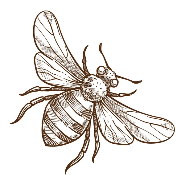 Insecto punzante, boceto aislado de abeja, insecto rayado — Vector de stock