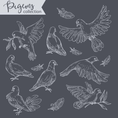Hareket halindeki güvercinler ya da sakin bir ortam, monokrom taslakları. İzole kuşlar, dalları yapraklı güvercinler. Aves, flora ve fauna etkileşimi, düz stil vektörü