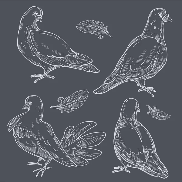 Tauben Mit Pflaumen Vereinzelte Monochrome Skizzen Von Dachüberhängen Tier Und — Stockvektor