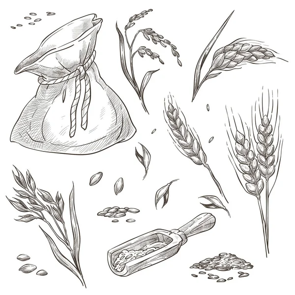 パン屋のモノクロームのスケッチは ヒープ内の小麦や大麦のスパイクレットアウトライン 穀物収穫の隔離されたセット 糸で結ばれた袋の作物 アルコール製造のための麦芽製造会社 フラットのベクトル — ストックベクタ