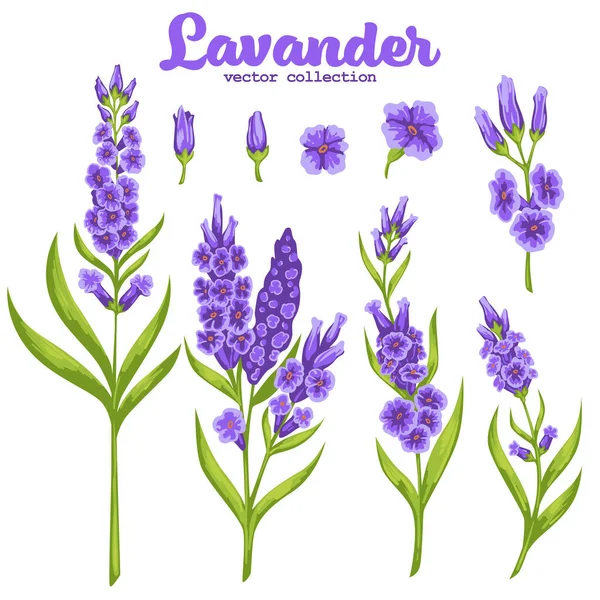 Ανθισμένα Φυτά Μίσχο Άνθηση Και Φύλλωμα Μεμονωμένη Εικόνα Λουλουδιού Λεβάντας — Διανυσματικό Αρχείο