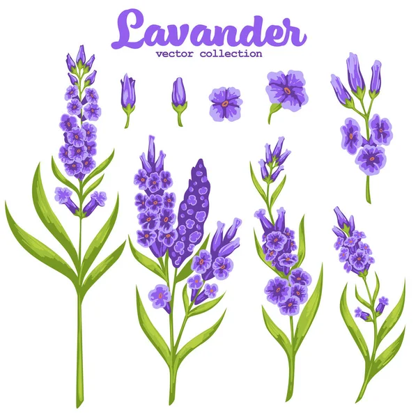 Planta Floreciente Tallo Con Florecimiento Follaje Icono Aislado Flor Lavanda — Vector de stock