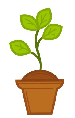 Saksıda, saksıda ya da bitkide yetişen bitki.