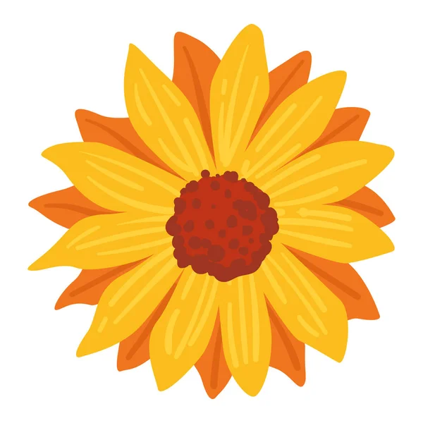 Flower in bloom, isolated icon of sunflower with seeds and petals. Bouquet gerbera blooming, decoration or adornment. Florist ornament or decor. Botany plant autumn season vector in flat style