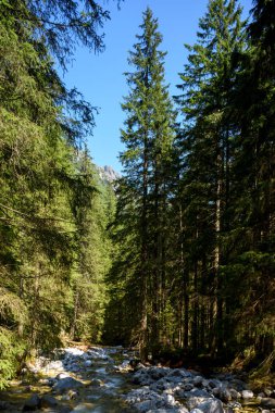 Güzel yüksek Tatra akışında. 