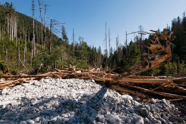 Driftwood Górskiego Strumienia Wysokiej Tarta — Zdjęcie stockowe