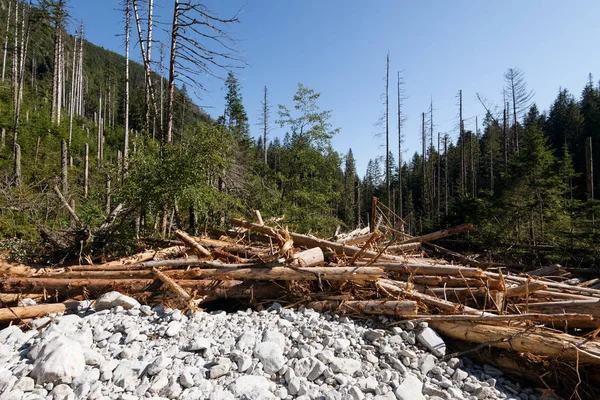 Driftwood Mountain Stream High Tarta — Stock Photo, Image