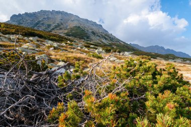 Dağ manzarası ile cüce çam, 