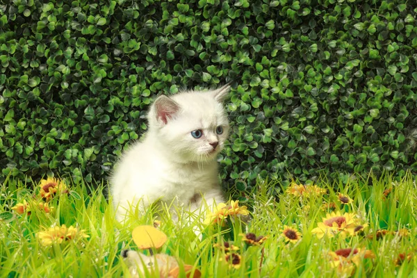 Britská krátkosrstá kočička s modrýma očima na zelené trávě. — Stock fotografie