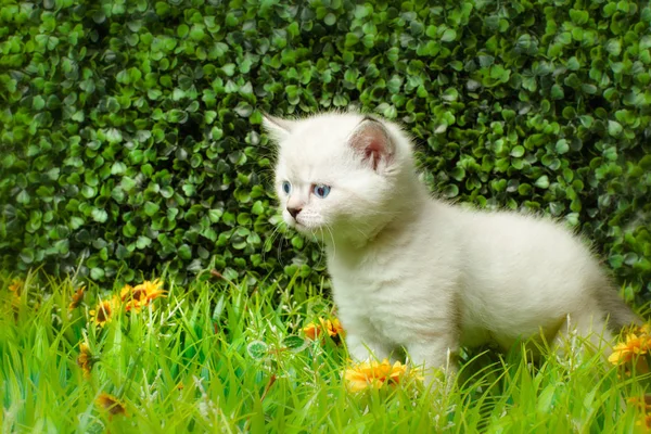 Британська короткошерста кошеня з блакитними очима на зеленій траві. — стокове фото