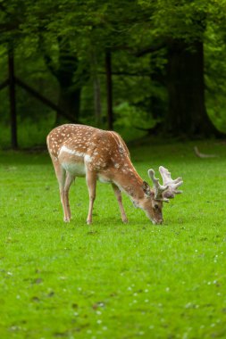 Genç whitetail geyik bir park ile otlatma