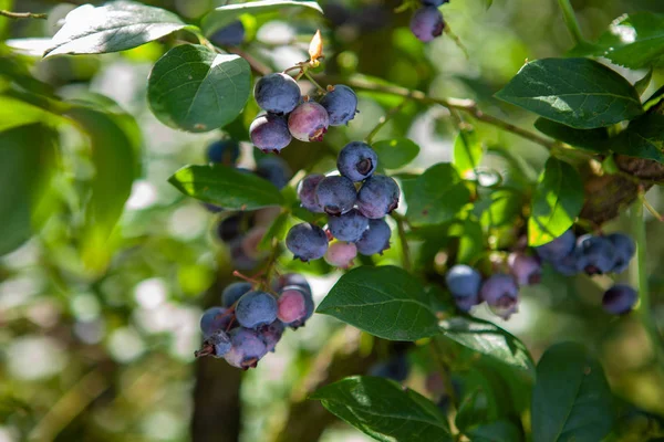 Φρέσκα βιολογικά blueberrys στο δάσος. — Φωτογραφία Αρχείου