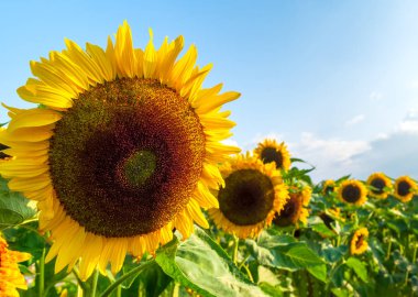 Turuncu çiçekler ile dekoratif ayçiçeği ile bir alan. Aşağı Saksonya, Almanya