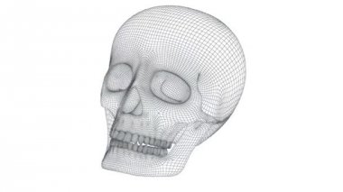 3D modeli kafatası. Döngü.