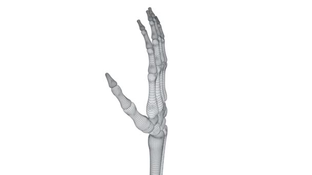 Modelo Mão Corda Aço — Vídeo de Stock