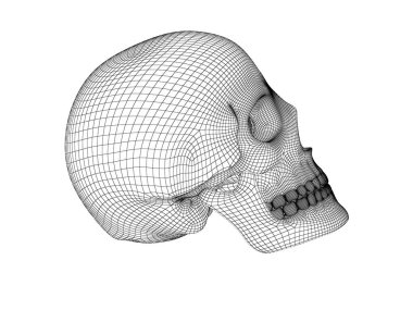 kafatası 3D modeli.