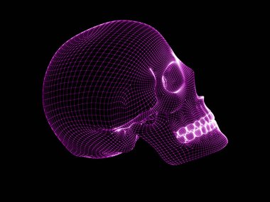 kafatası 3D modeli.