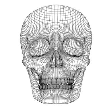 kafatası 3D modeli.