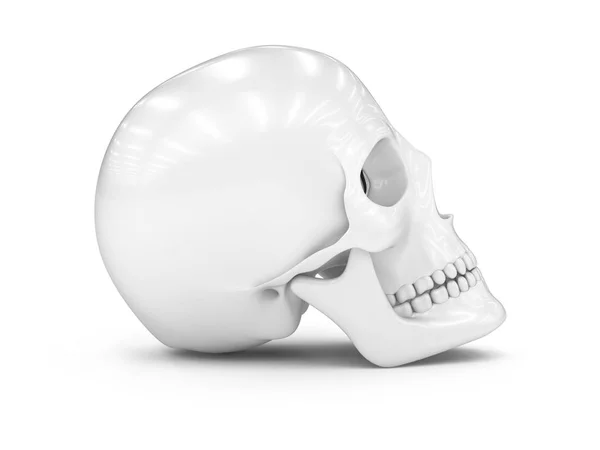 Model Skull — Stock Photo, Image