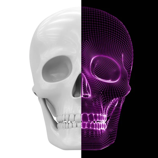 Model Skull — Stock Photo, Image