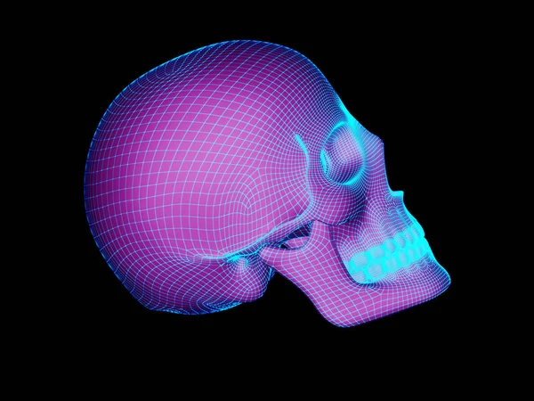 두개골의 일러스트레이션 — 스톡 사진