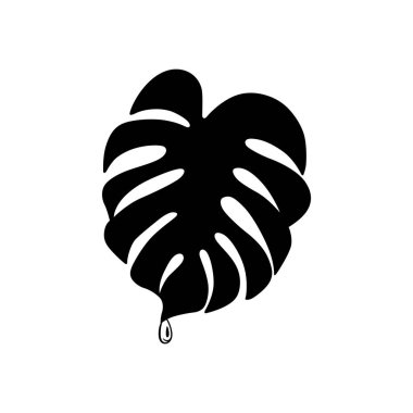 Monstera'nın yaprak bir damlama damla su ile