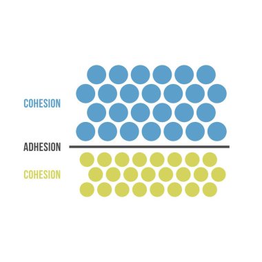 Scheme of Cohesion and Adhesion