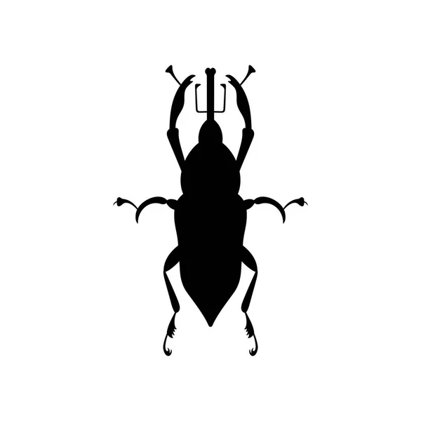 Kırmızı Palmiye Weevil Rhynchophorus — Stok Vektör