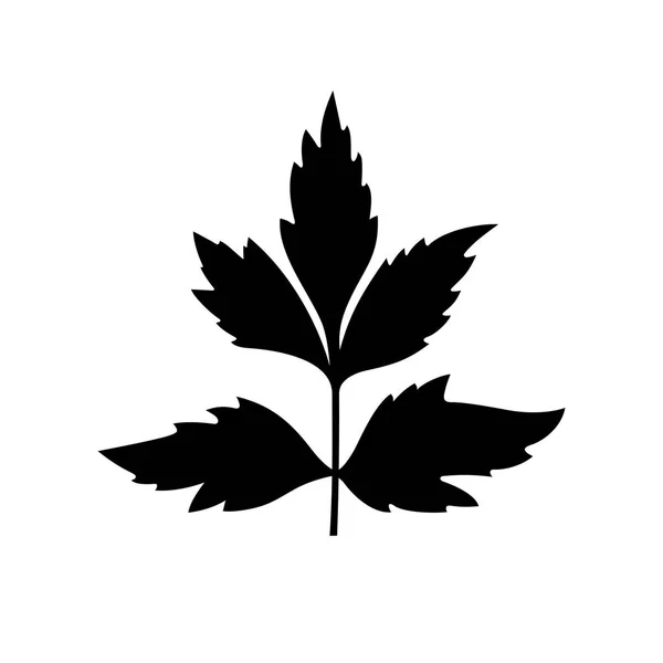 Lovage Levisticum Officinale Planta Perenne — Vector de stock