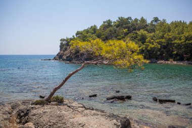 Tek çam ağacı deniz tarafından