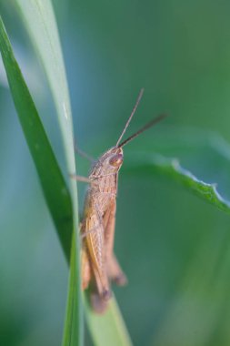 Çekirge yeşil çim yaprağı üzerinde 