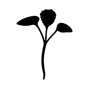 Rosie Pac Choi (organik microgreen)