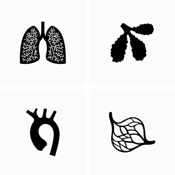 Pulmones Alvéolos Aorta Sistema Capilar Órganos Partes Del Cuerpo Vector — Vector de stock