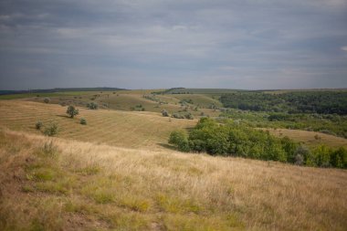 Gri günde güneşte kavrulan çimenler