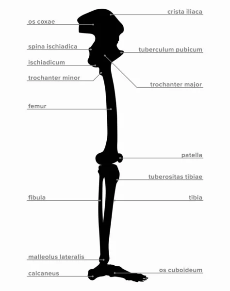 Anatomy Diagram Human Leg Bone Structure — Stock Vector