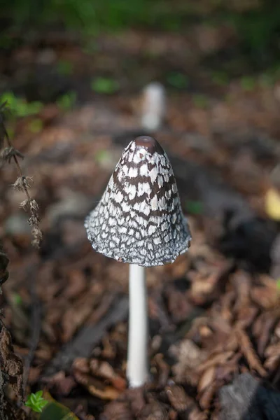 Champignon Fiary Dans Forêt Automne — Photo