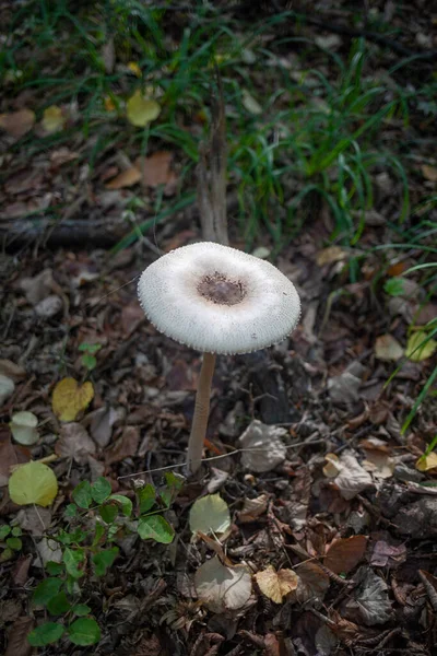 Champignon Comestible Champignon Sur Fond Herbe Feuilles — Photo