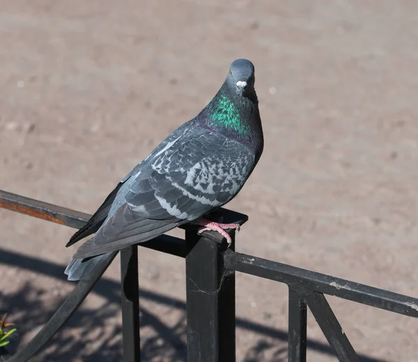 Kaya güvercini karşısında