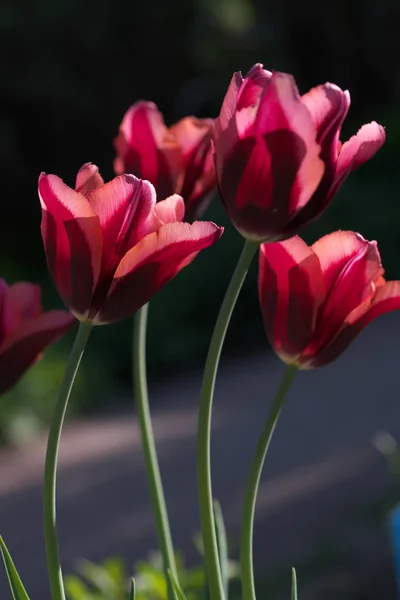 Dört lale. Arka plan. 