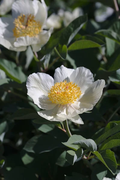 Paeonia mlokosewitschii Lomak. Beyaz Şakayık.