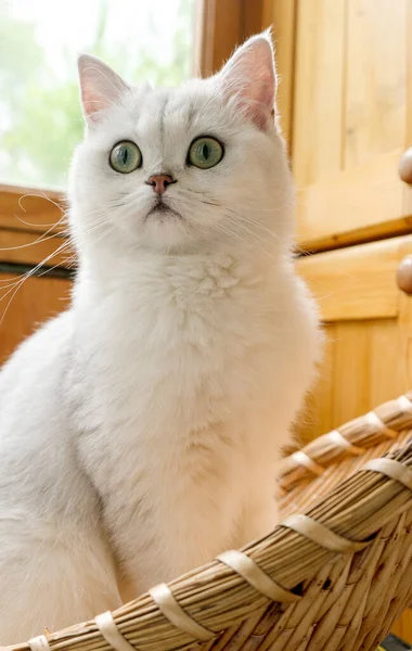 Gato Chinchilla Escocés Mirando Lado — Foto de Stock