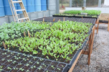 Kırmızı pancar fidan bir serada büyüyen. Sağlık, sağlık ve tarım sembolize. 