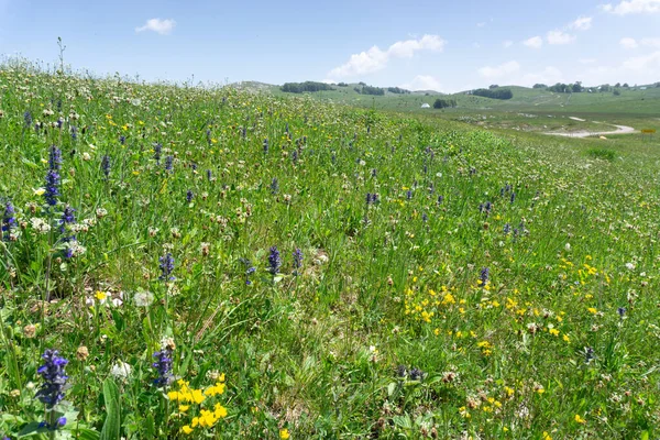 Zabljak, Karadağ - 14 Haziran 2019: Karadağ 'ın Zabljak kenti yakınlarındaki dağlık çayırlarda kır çiçekleri. Yaz yürüyüşü için popüler turizm sitesi.