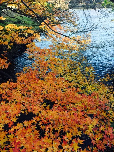 Color Otoñal Las Hojas Jardín Japonés Día Soleado —  Fotos de Stock