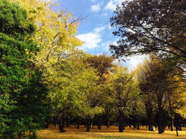 Japonya Park güneşli gün yaprakların sonbahar renk