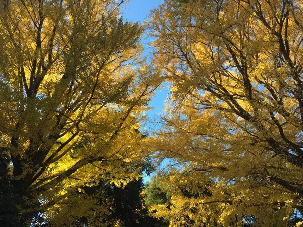 Japonya Park güneşli gün yaprakların sonbahar renk