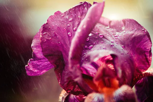 Цветок Радужной Оболочки Дождливыми Капельками Листочках — стоковое фото